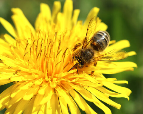 INRAE on X: #coup_d_oeil: #pollen de #pin au #MEB #photo #Inra YLoublier.  #Abeille & diversité des pollens    / X