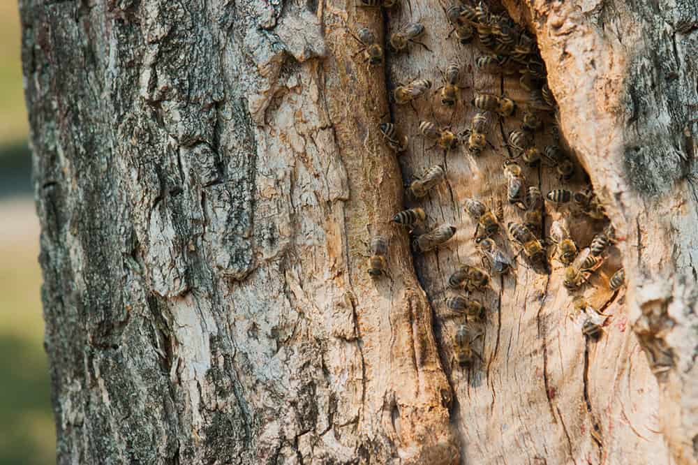 À condition d'être assez nombreuses pour constituer une population pouvant produire des variantes héréditaires, les abeilles mellifères à l'état sauvage sont en capacité de s'adapter aux pathogènes. © AdobeStock