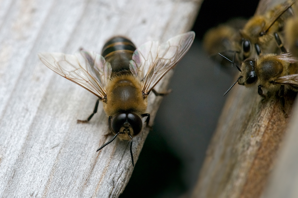 L'invasion massive de faux bourdons exogènes, répétée année après année, entrave la sélection naturelle de la résistance aux bactéries et aux virus dans la population d'abeilles qui s'accouplent librement. © AdobeStock