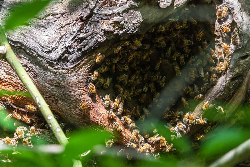 Abeilles mellifères férales ayant investi une cavité dans un tronc d'arbre. © AdobeStock