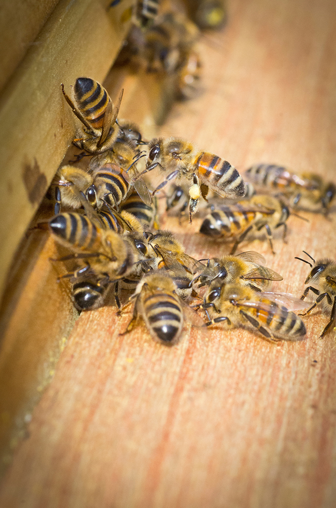 Ouvrières Buckfast à l'entrée d'une ruche en été. Une sélection réussie a un prix : elle se fait au détriment de la résistance à de nouvelles maladies des abeilles sélectionnées © AdobeStock