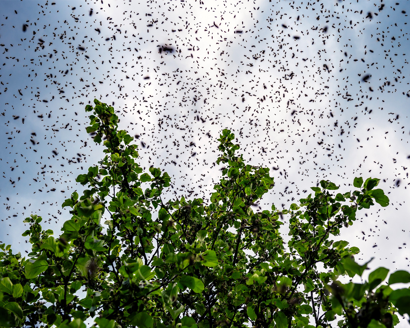 Un essaim se rassemble peu après son départ de la ruche. Photo : ©Adobe Stock