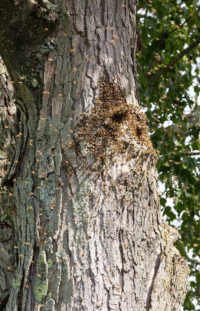 D’après nos premiers résultats, une population d'abeilles à l’état sauvage autosuffisante (c’est-à-dire ne nécessitant pas l’apport d’essaims d’origine apicole pour se maintenir à long terme) et donc une apiculture sans traitement sembleraient possibles jusqu'à une densité de population humaine d'environ 50 habitants par kilomètre carré. Photo : ©Adobe Stock