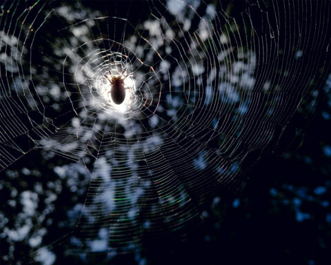 La nuit est particulièrement favorable à la vie. Photo : ©C. Gruet