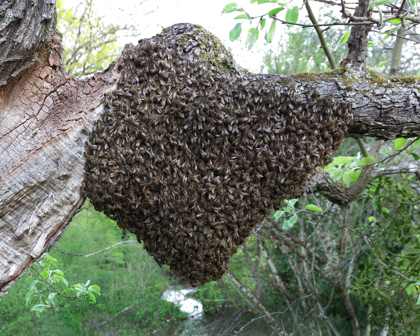 Essaim d’abeilles noires (Apis mellifera mellifera). Photo : ©Jean-Marie Durand