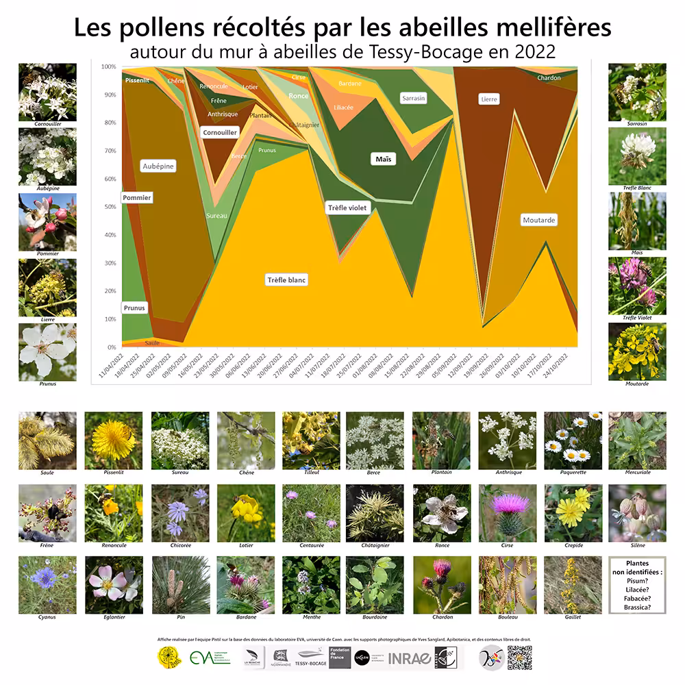 Le poster des fleurs butinées réalisé par notre association à l'aide des données collectées.
Photos : ©Association Pistil.