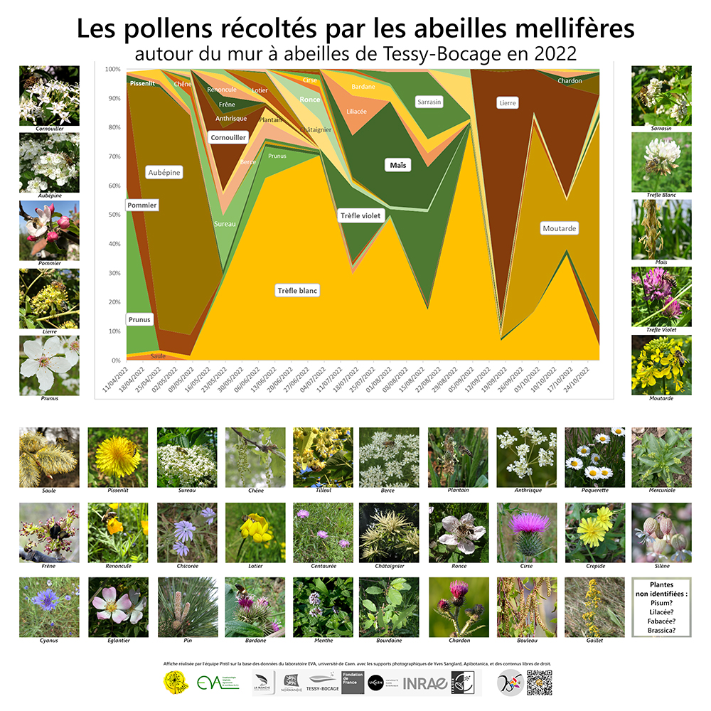 Le poster des fleurs butinées réalisé par notre association à l'aide des données collectées.
Photos : ©Association Pistil.