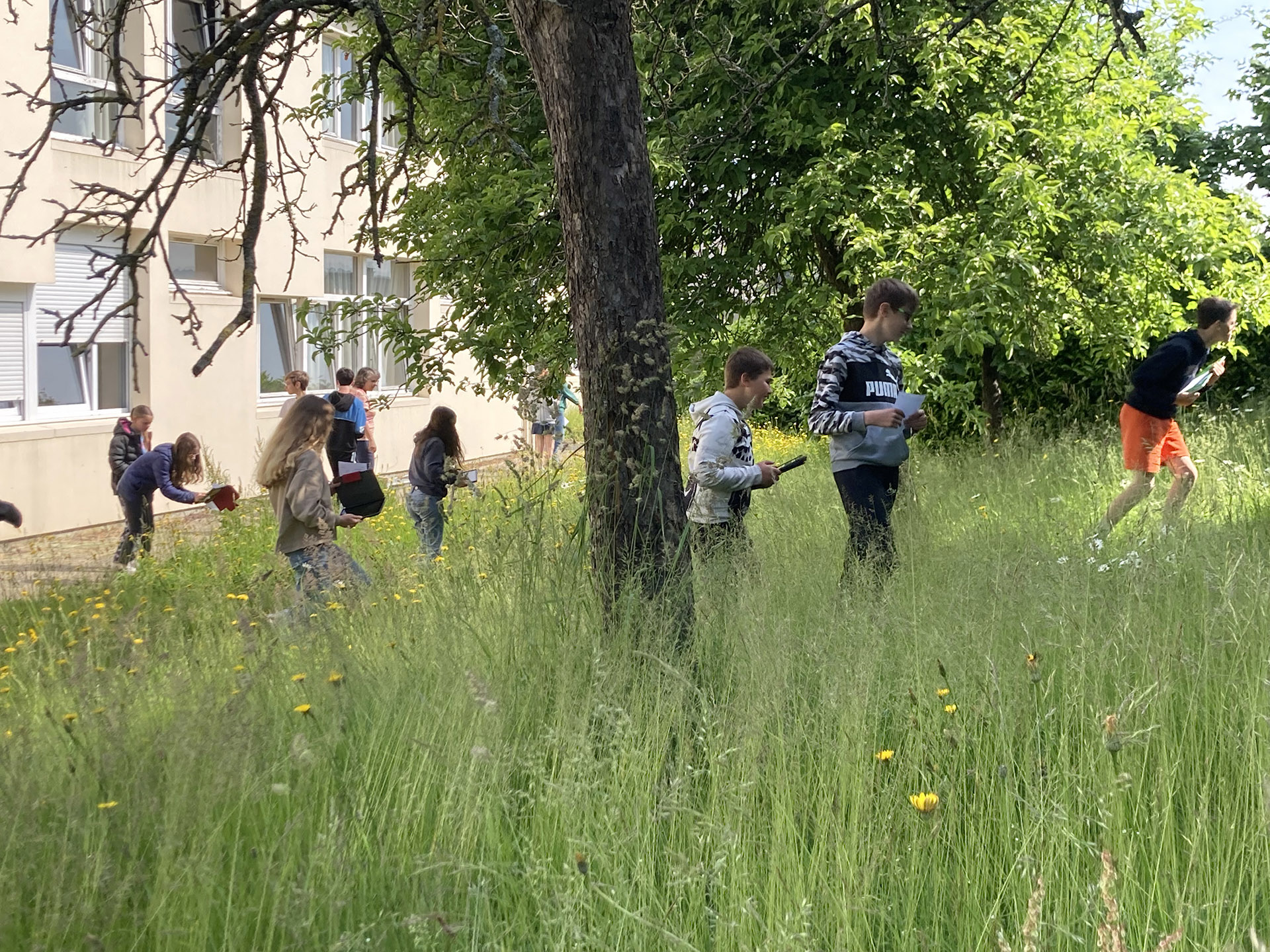 Les collégiens en sortie botanique cherchent les fleurs butinées autour de l'établissement partenaire de Pistil.
Photo : ©Association Pistil