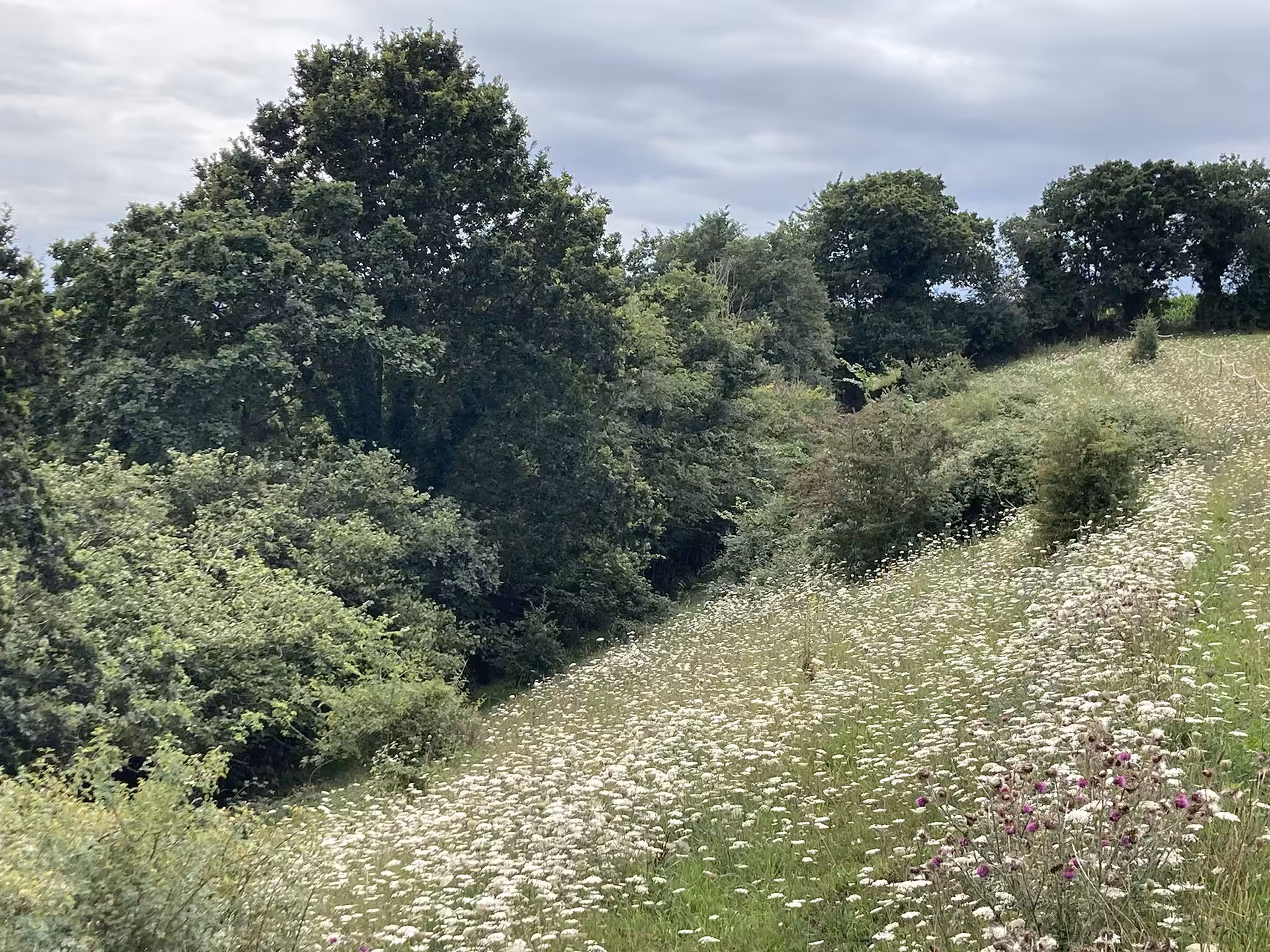 Un coteau normand occupé par une prairie naturelle butinée par les abeilles. - Photo 3 - Au milieu du coteau, une vipérine (Echium vulgare). Photos : ©Association Pistil