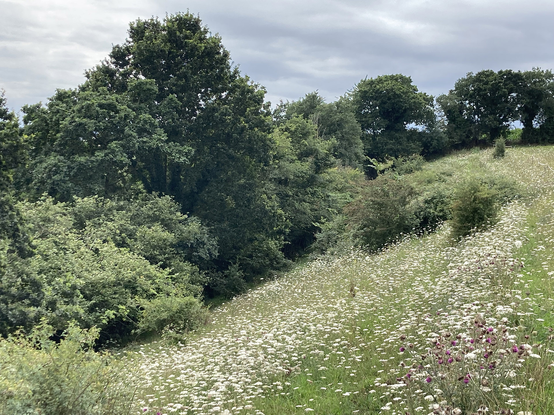 Un coteau normand occupé par une prairie naturelle butinée par les abeilles. - Photo 3 - Au milieu du coteau, une vipérine (Echium vulgare). Photos : ©Association Pistil