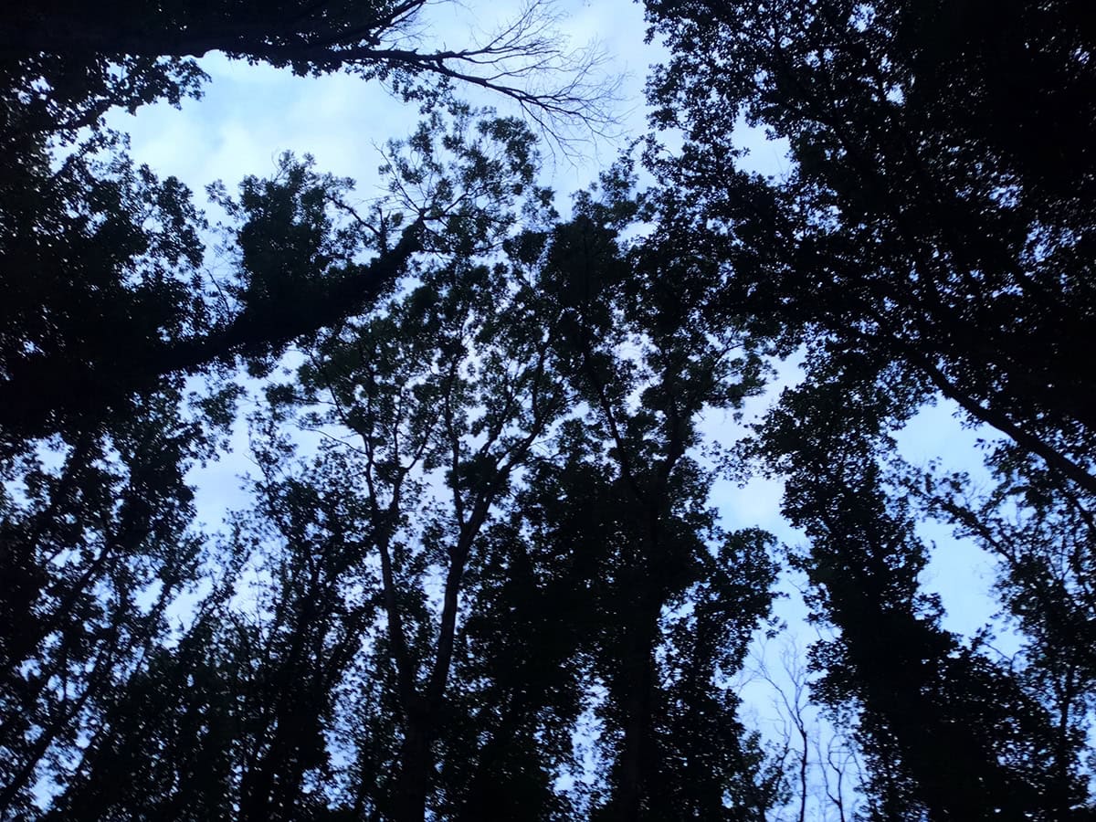 La tombée de la nuit en forêt fait souvent ressortir des peurs qui sont ancrées en nous depuis l'enfance et favorisées culturellement, en particulier par les contes, la littérature et surtout le cinéma. Photo : ©C. Gruet