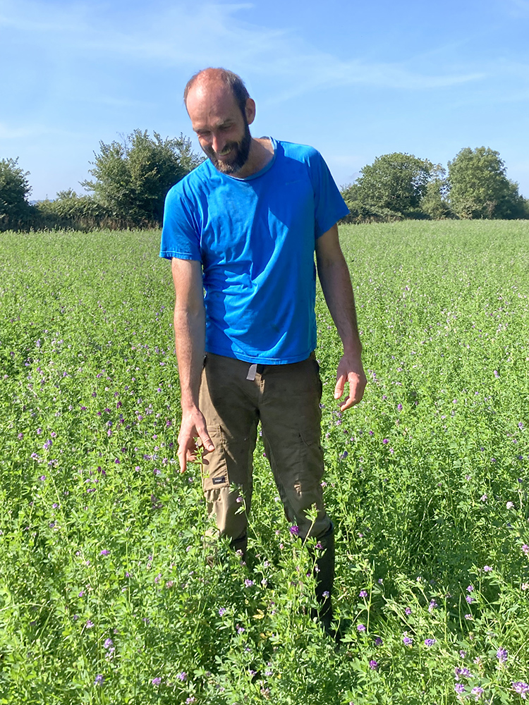 Un agriculteur observe les butineurs et décide de laisser fleurir une partie de sa parcelle de luzerne pour produire sa propre semence.