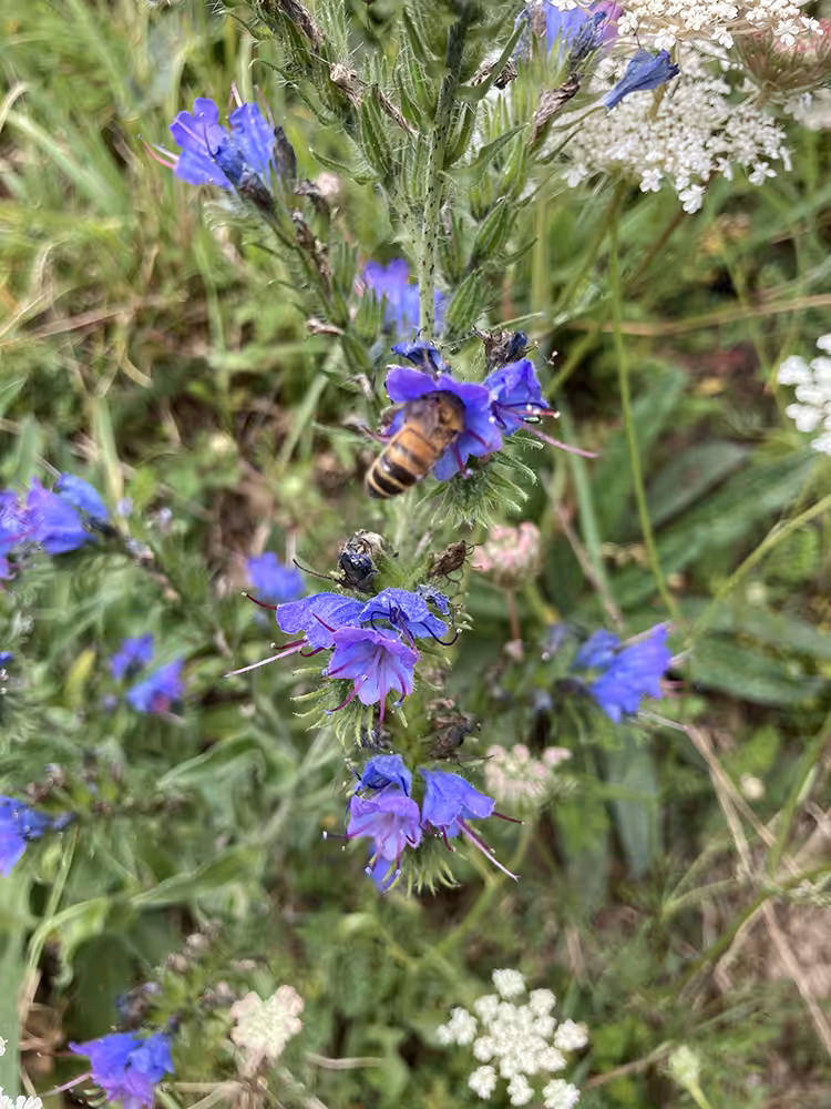 Au milieu du coteau, une vipérine (Echium vulgare). Photos : ©Association Pistil