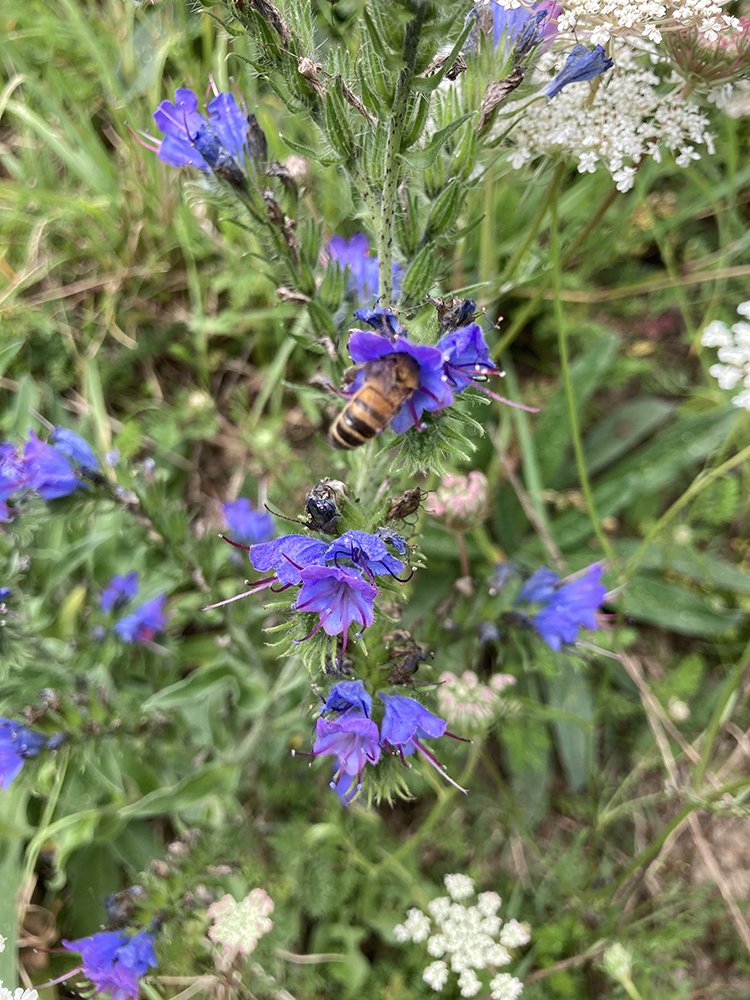 Au milieu du coteau, une vipérine (Echium vulgare). Photos : ©Association Pistil