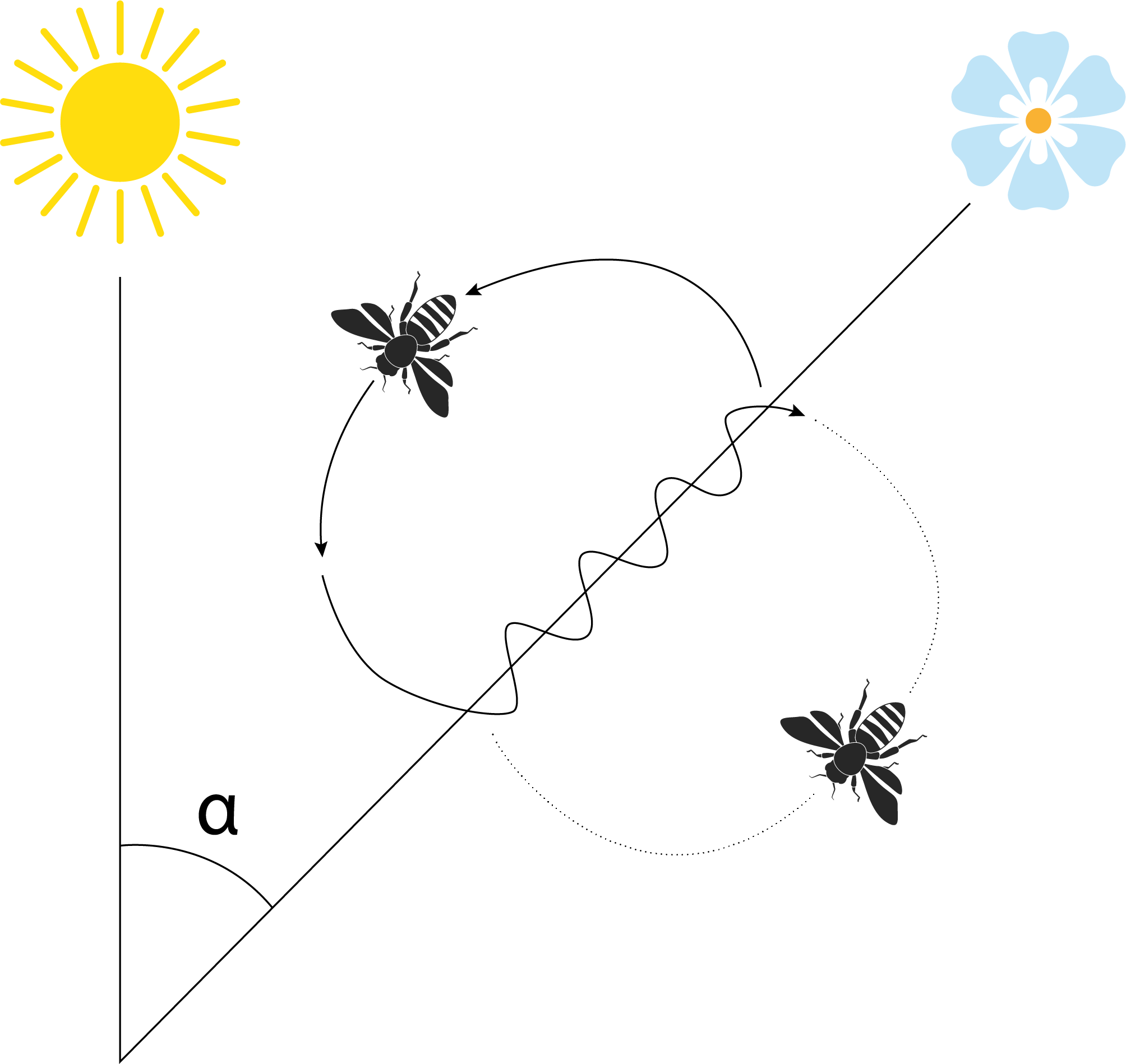 Représentation graphique de la danse frétillante des abeilles. De haut en bas, la différence d'angle entre l'emplacement de la source de nourriture et l'azimut du soleil par rapport à l'emplacement de la ruche est notée α. Cette information est utilisée par les abeilles butineuses pour déterminer l'angle de leur danse frétillante dans la ruche, par rapport à la direction de la gravité.