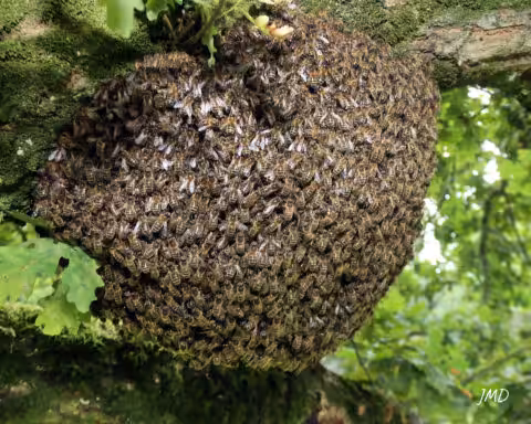 Danse frétillante d’une ouvrière d’Apis mellifera au sein de la ruche. Photo : ©Adobe Stock