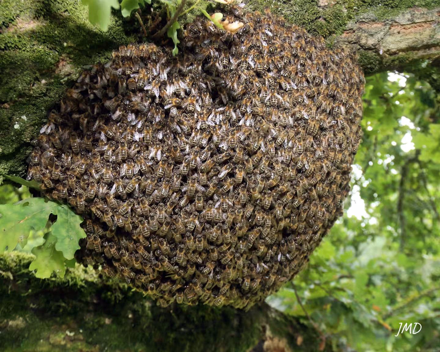 Danse frétillante d’une ouvrière d’Apis mellifera au sein de la ruche. Photo : ©Adobe Stock