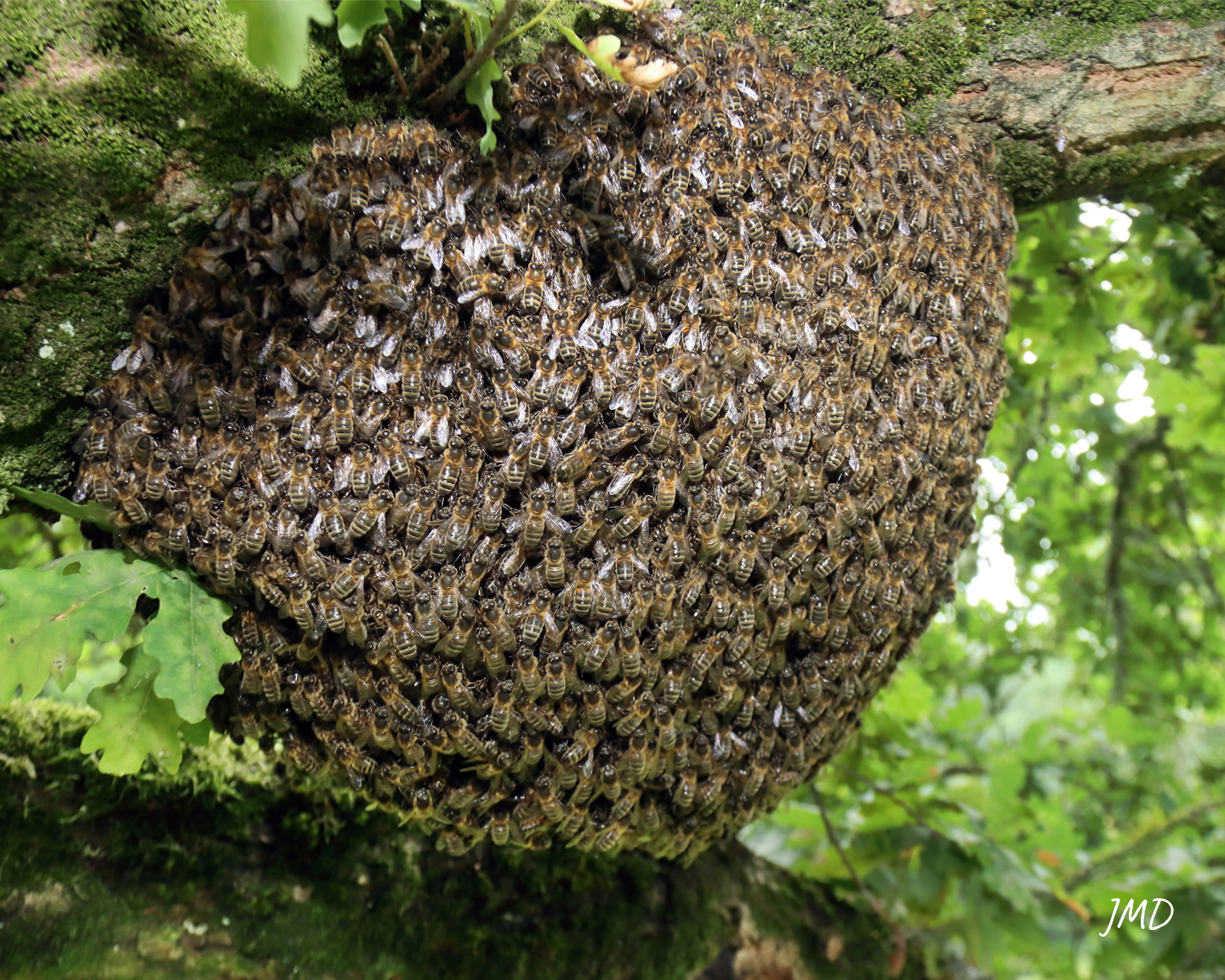 Danse frétillante d’une ouvrière d’Apis mellifera au sein de la ruche. Photo : ©Adobe Stock