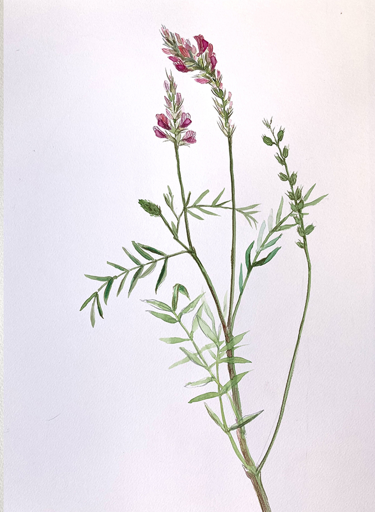 Onobrychis viciifolia, 2022, aquarelle et crayon sur papier, 42 x 30 cm