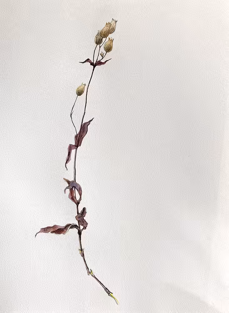 Silene Vulgaris, 2021, aquarelle et crayon sur papier, 42 x 30 cm