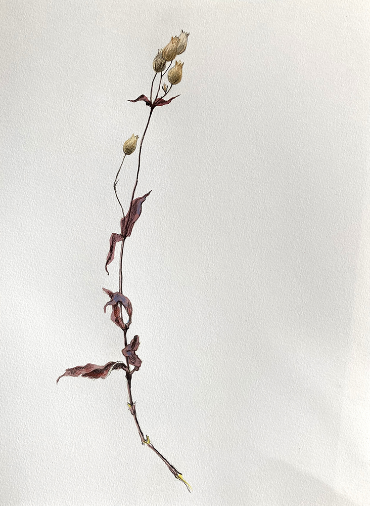 Silene Vulgaris, 2021, aquarelle et crayon sur papier, 42 x 30 cm