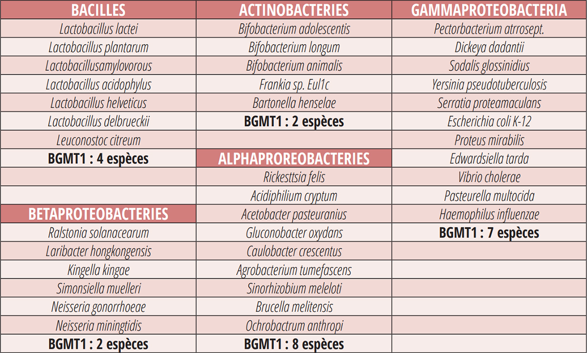 Espèces de bactéries dans le microbiome de l’abeille mellifère. Tableau adapté de Engell. P. et al.2012 Functional diversity within the simple gut microbiota of the honeybee