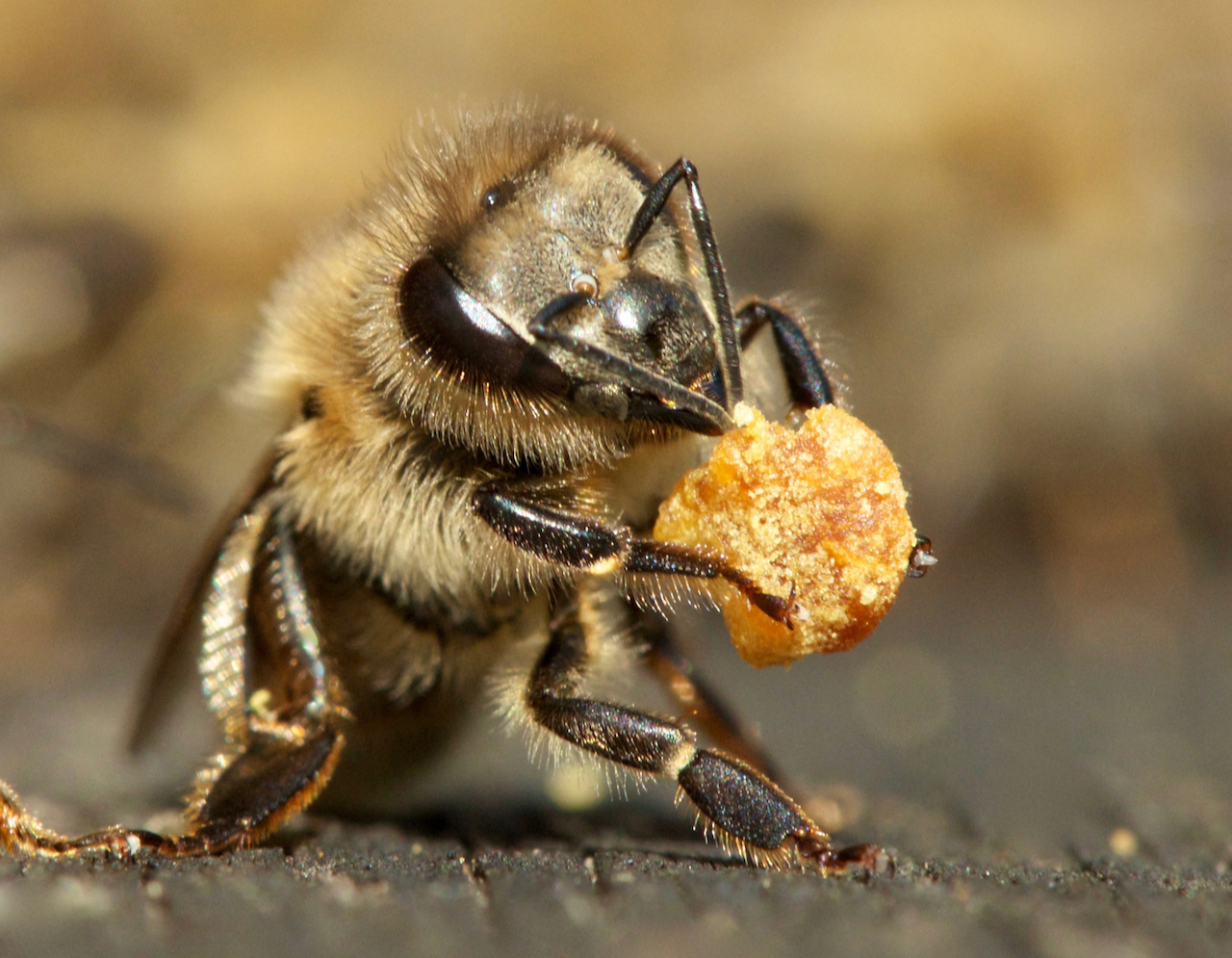 Jeune ouvrière se nourrissant de pollen frais. Crédit photo ©Myriam Lefebvre