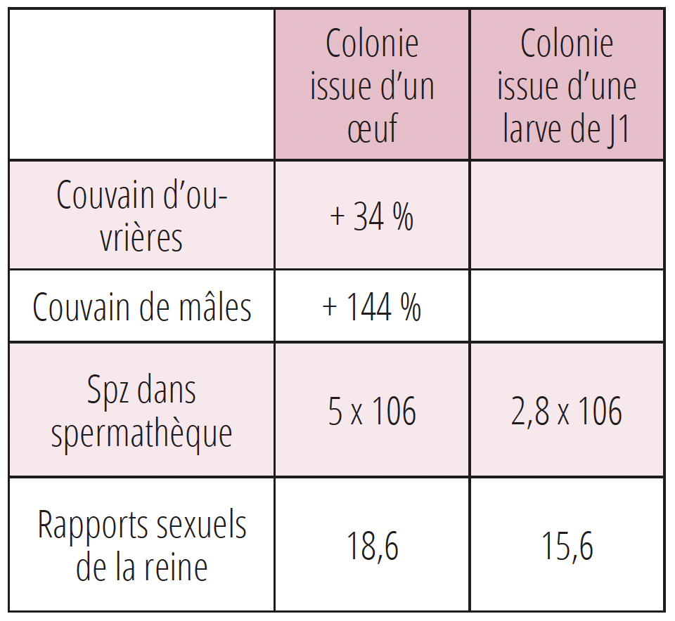 Développement des colonies issues d’œuf ou d’une larve de J1.