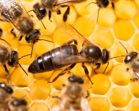 La reine d'Apis mellifera sp. constitue la principale voie de transmission transgénérationnelle des virus. Photo : ©Adobe Stock