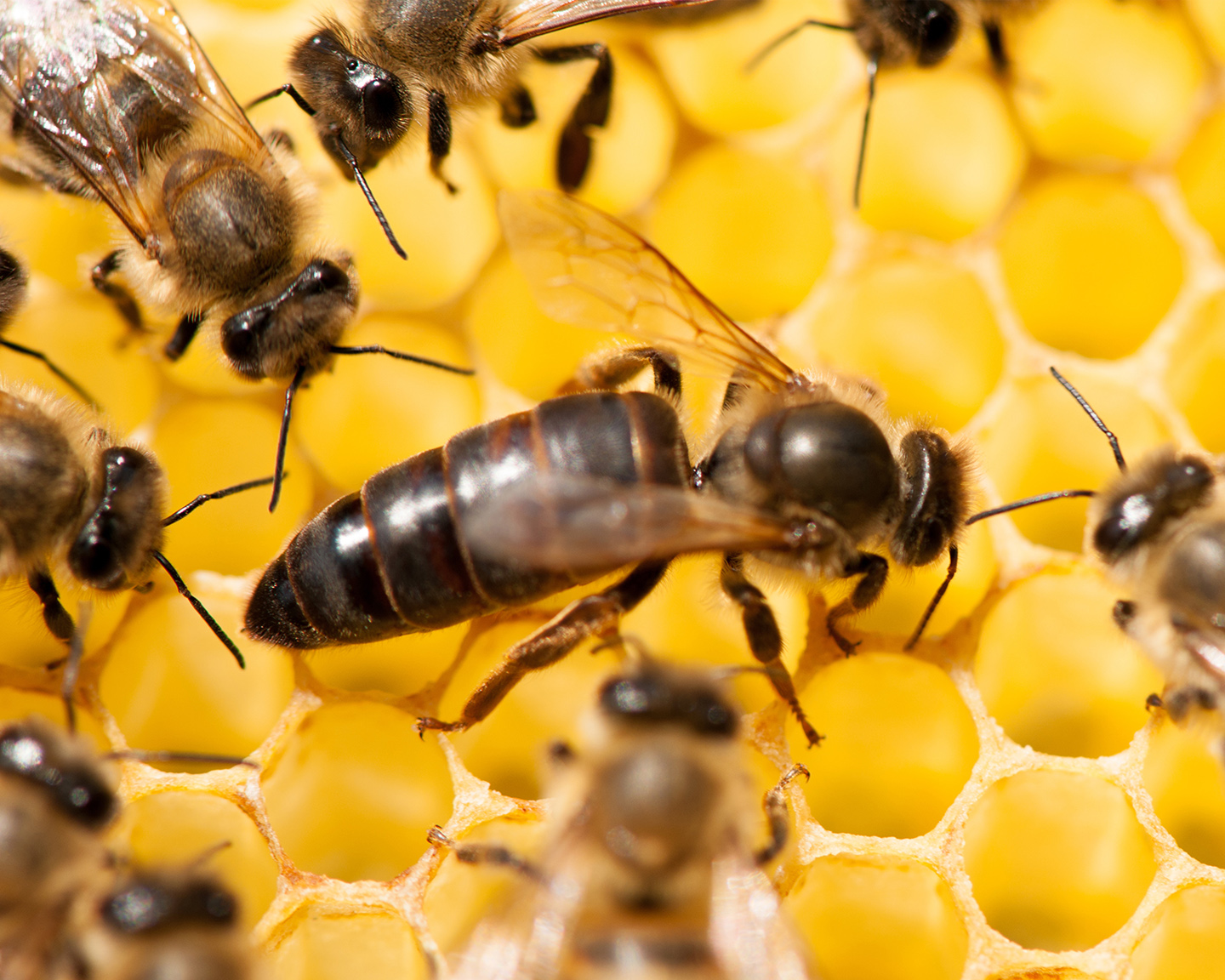 La reine d'Apis mellifera sp. constitue la principale voie de transmission transgénérationnelle des virus. Photo : ©Adobe Stock