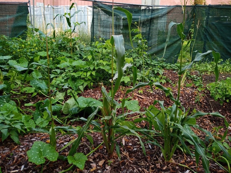 Jardin de Spore Initiative à Berlin. Photo © Spore Initiative