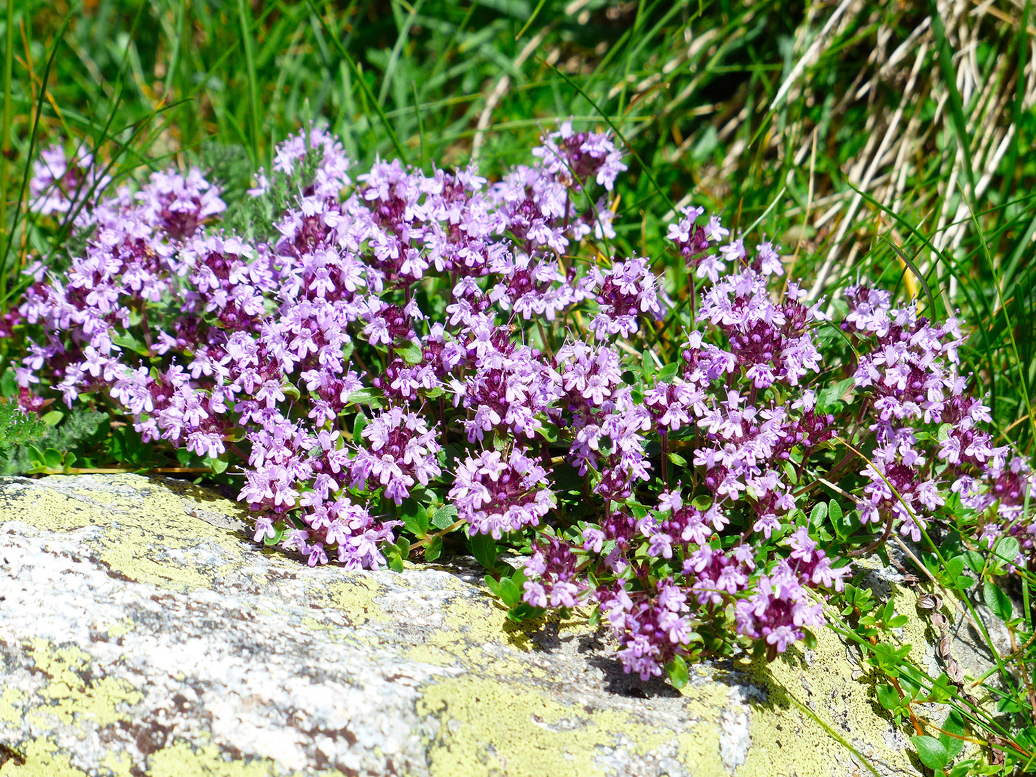 Messicoles, fleurs de prairie et aromatiques sauvages.