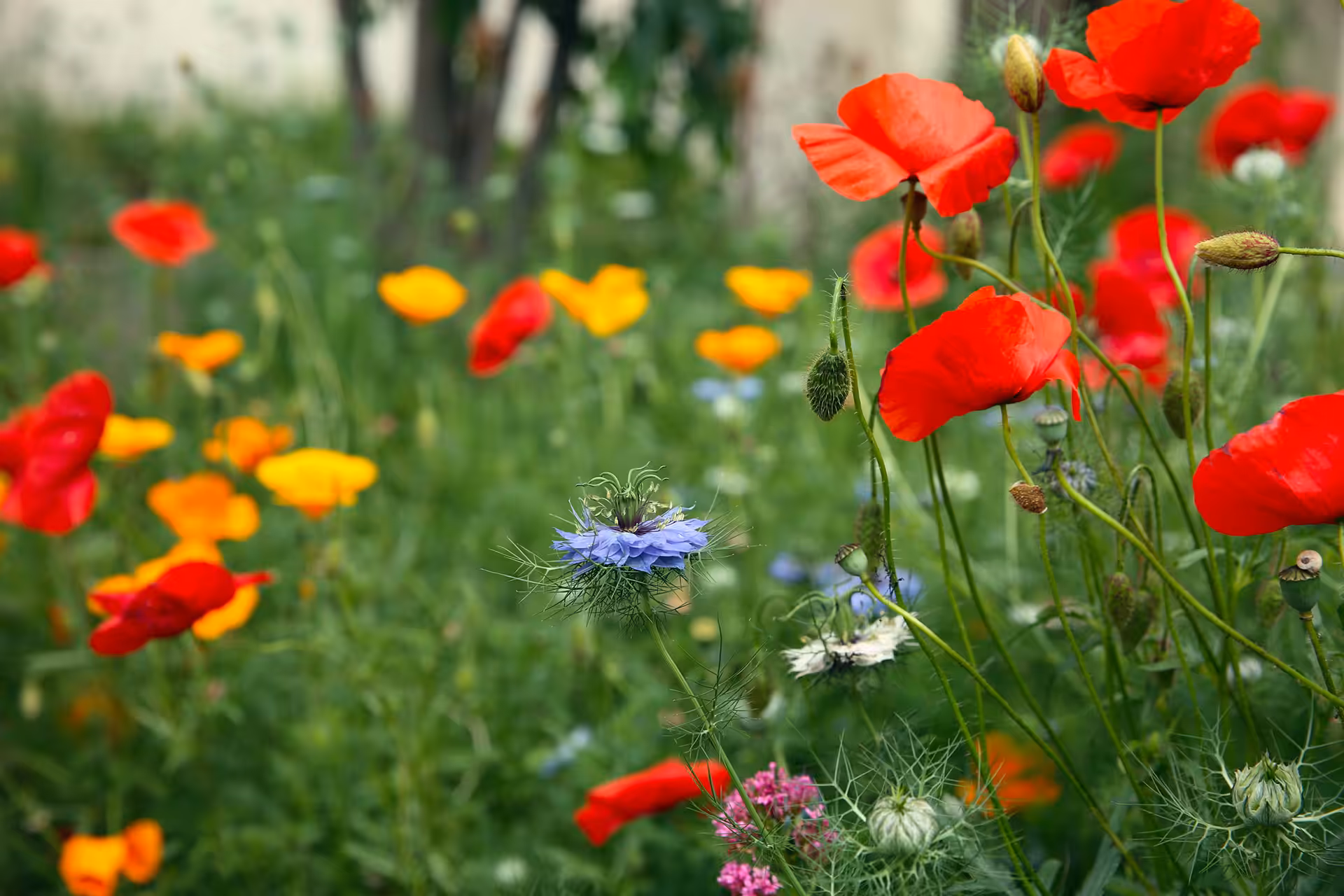 La présence des messicoles, des fleurs de prairie, des aromatiques sauvages, est un gage de bonne santé pour tous.