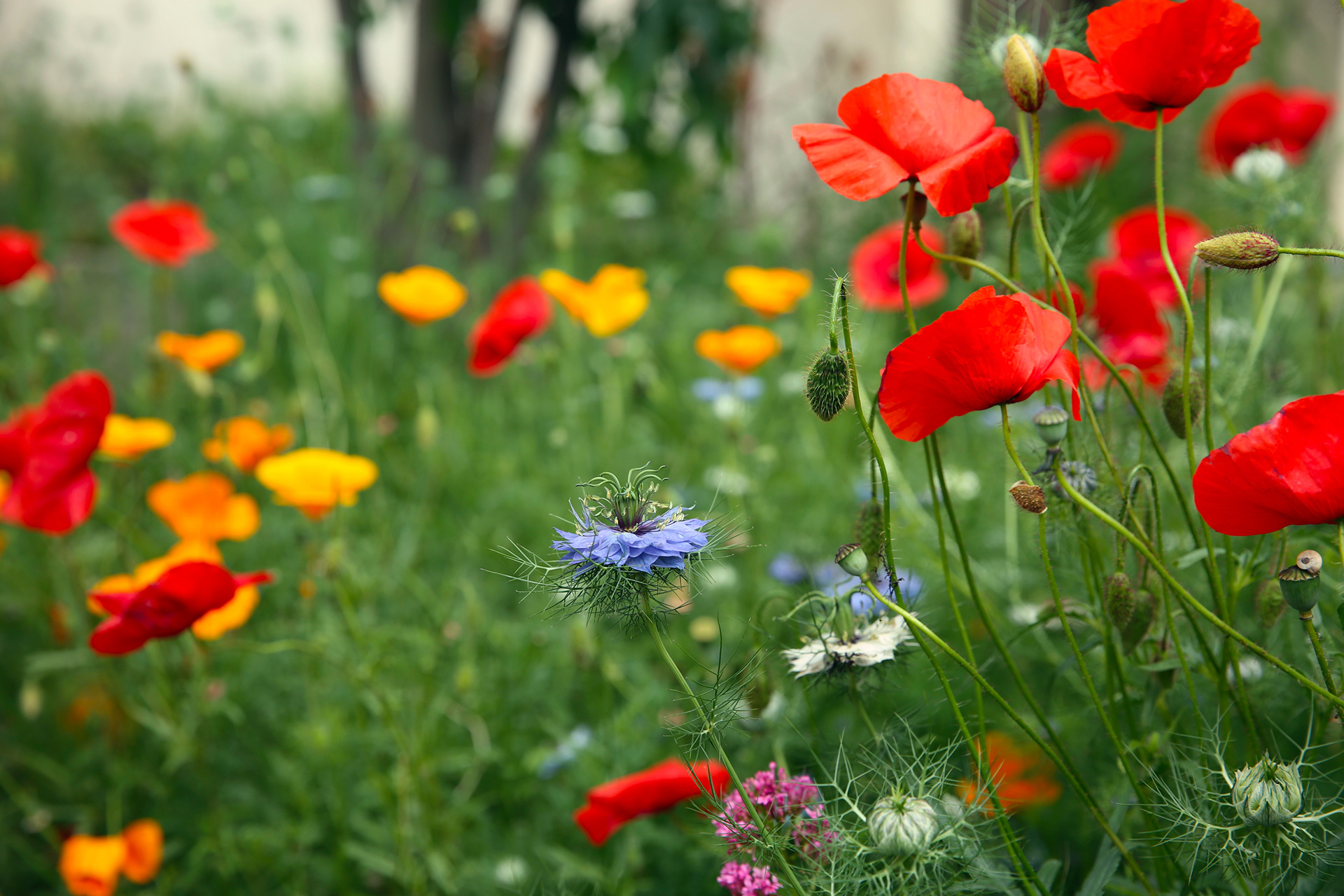 La présence des messicoles, des fleurs de prairie, des aromatiques sauvages, est un gage de bonne santé pour tous.