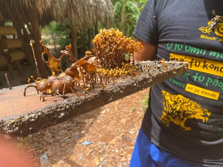Nid de Melipona beecheii comprenant des cellules de couvain et des pots de pollen et nectar. La population d’abeilles adultes à l’intérieur d’une bûche creuse (jobón) comprend entre 500 et 2 500 individus.