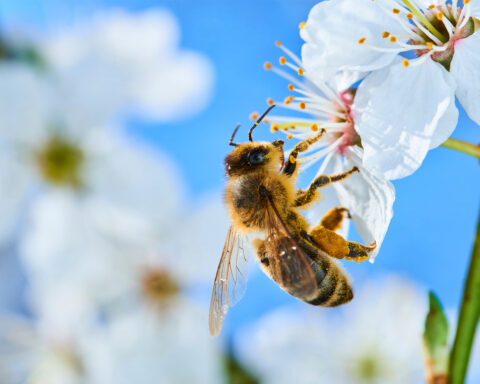 Abeilles mellifère sur fleur blanche. Photo ©Adobe Stock