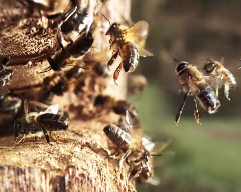 Abeilles sur planche d'envol