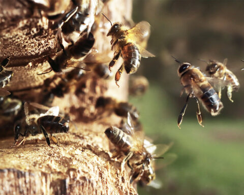 Abeilles sur planche d'envol