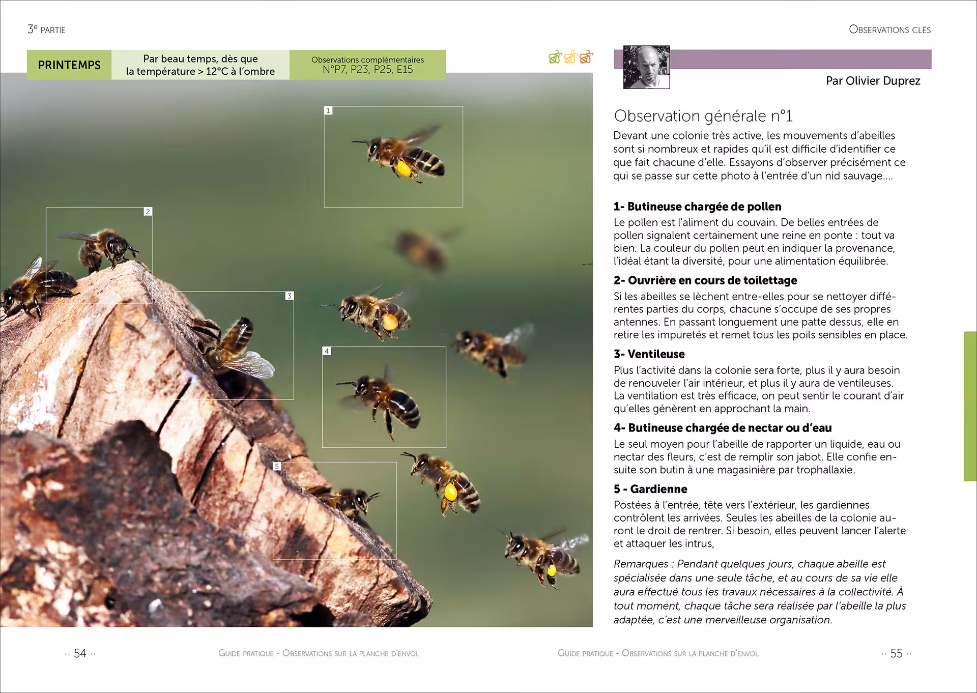 Observation n°1 : Devant une colonie très active, les mouvements d’abeilles sont si nombreux et rapides qu’il est difficile d’identifier ce que fait chacune d’elle. Essayons d’observer précisément ce qui se passe sur cette photo à l’entrée d’un nid sauvage... Photo ©Jean-Marie Durand