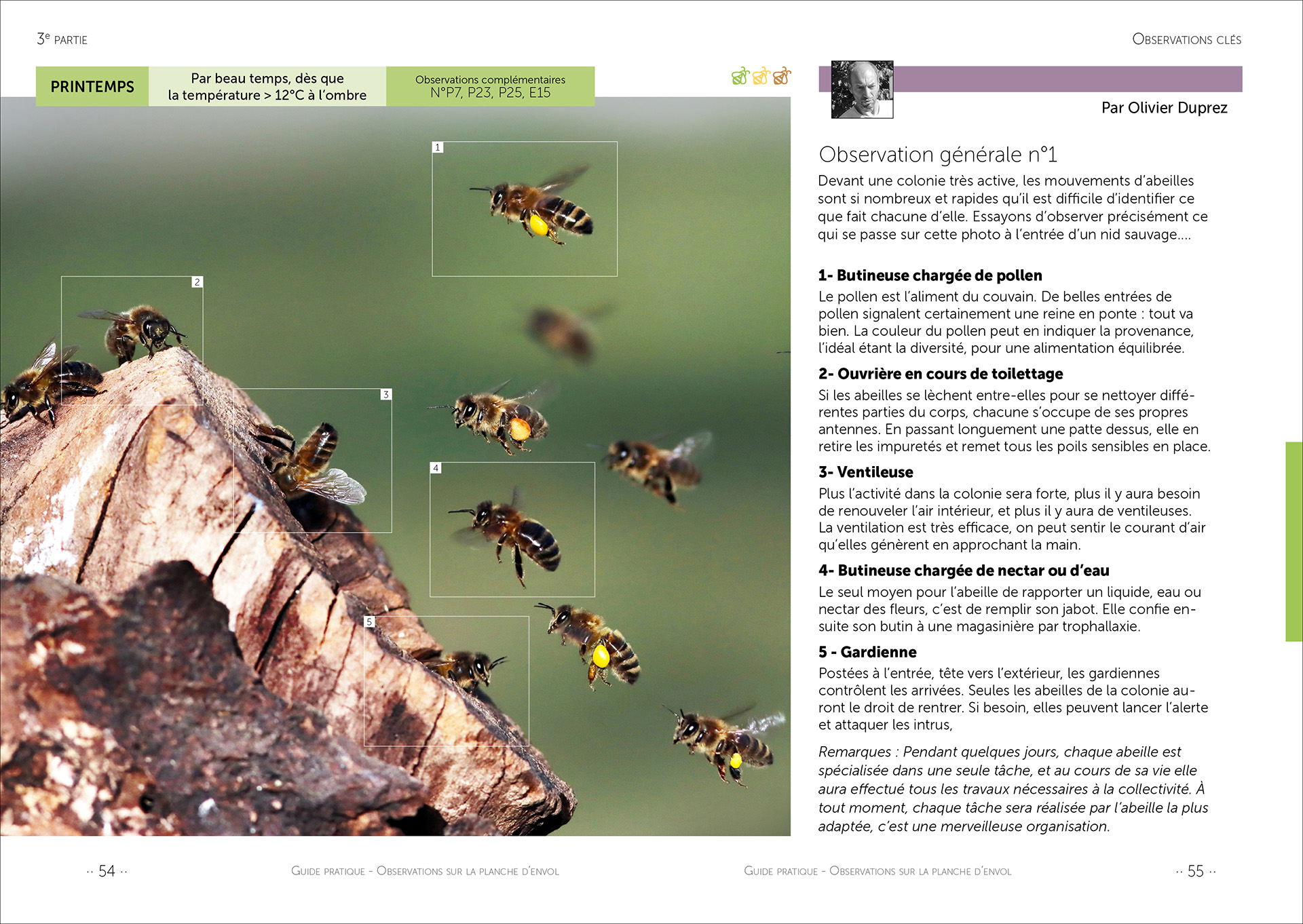 Observation n°1 : Devant une colonie très active, les mouvements d’abeilles sont si nombreux et rapides qu’il est difficile d’identifier ce que fait chacune d’elle. Essayons d’observer précisément ce qui se passe sur cette photo à l’entrée d’un nid sauvage... Photo ©Jean-Marie Durand