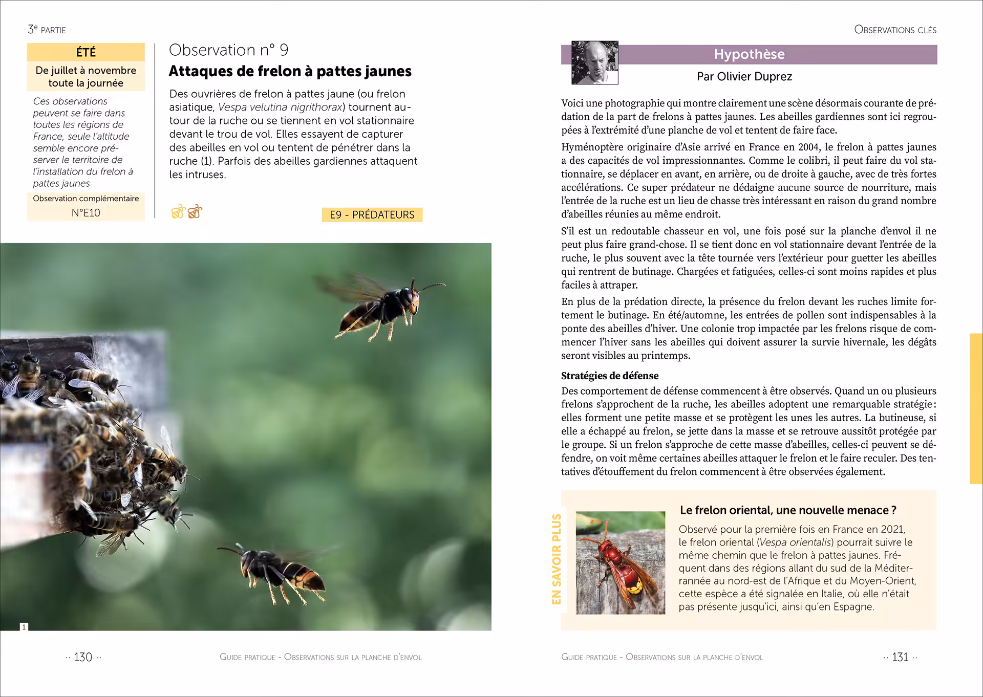 Observation clé n°9 : attaques de frelons à pattes jaunes (ou frelons asiatiques)