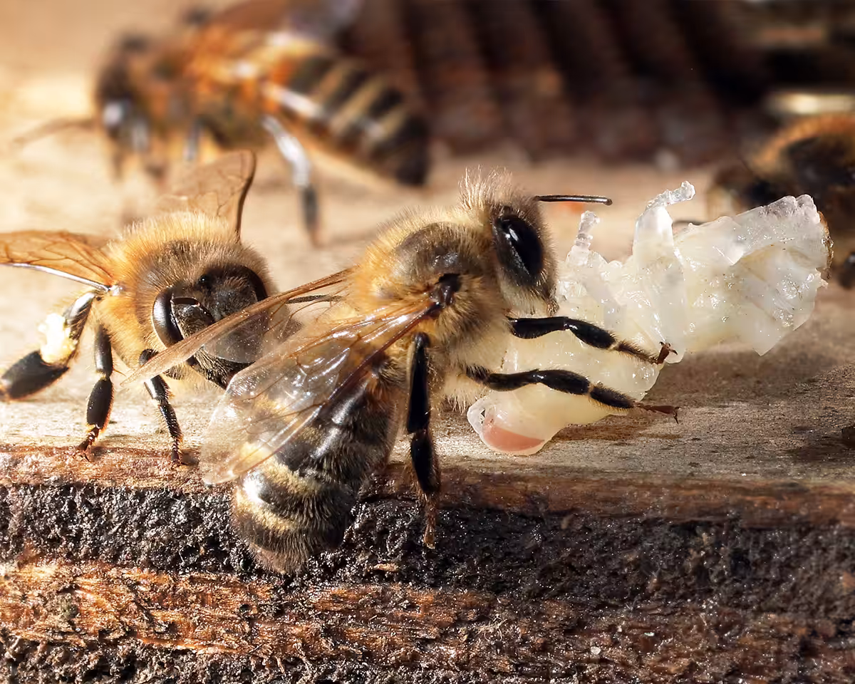 Observation n°5 : Des abeilles nettoyeuses évacuent des nymphes d’ouvrières complètes de couleur blanche et les rejettent devant la ruche. Photo ©Jean-Marie Durand