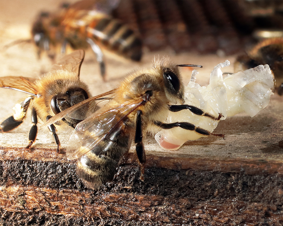 Observation n°5 : Des abeilles nettoyeuses évacuent des nymphes d’ouvrières complètes de couleur blanche et les rejettent devant la ruche. Photo ©Jean-Marie Durand