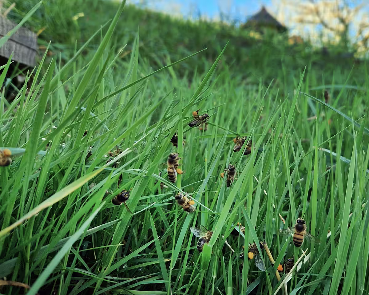 Abeilles piégées par le froid. Des ouvrières, parfois chargées de pelotes de pollen se tiennent figées près de la ruche ou de la cavité, accrochées dans la végétation, sur un tronc ou sur le bois de la ruche. Que se passe-t-il ? Photo ©Jean-Marie Durand