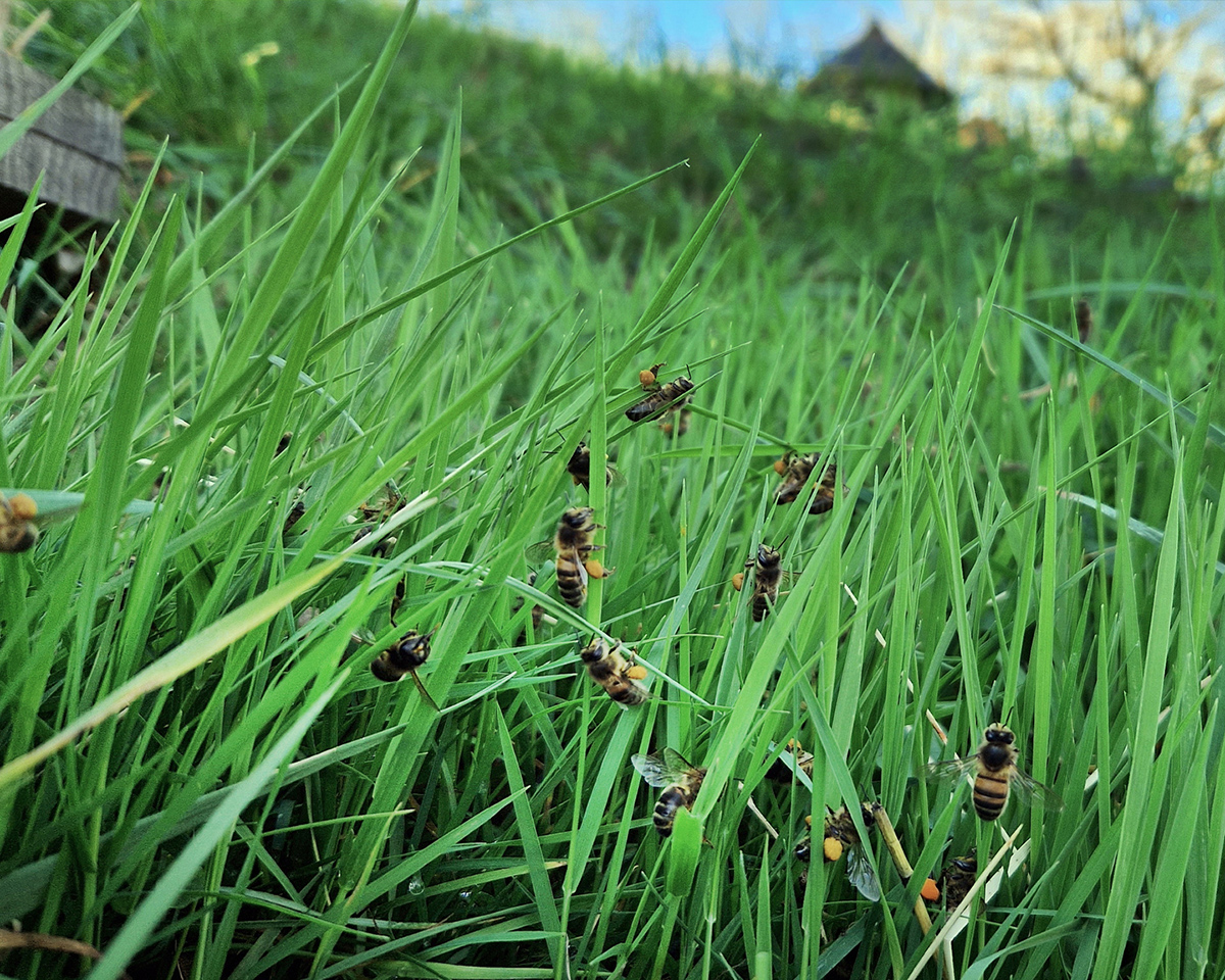 Abeilles piégées par le froid. Des ouvrières, parfois chargées de pelotes de pollen se tiennent figées près de la ruche ou de la cavité, accrochées dans la végétation, sur un tronc ou sur le bois de la ruche. Que se passe-t-il ? Photo ©Jean-Marie Durand