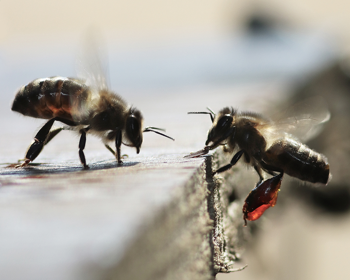 Certaines ouvrières reviennent à la ruche avec les pattes arrière chargées d’une matière rouge vif. Photo ©Jean-Marie Durand
