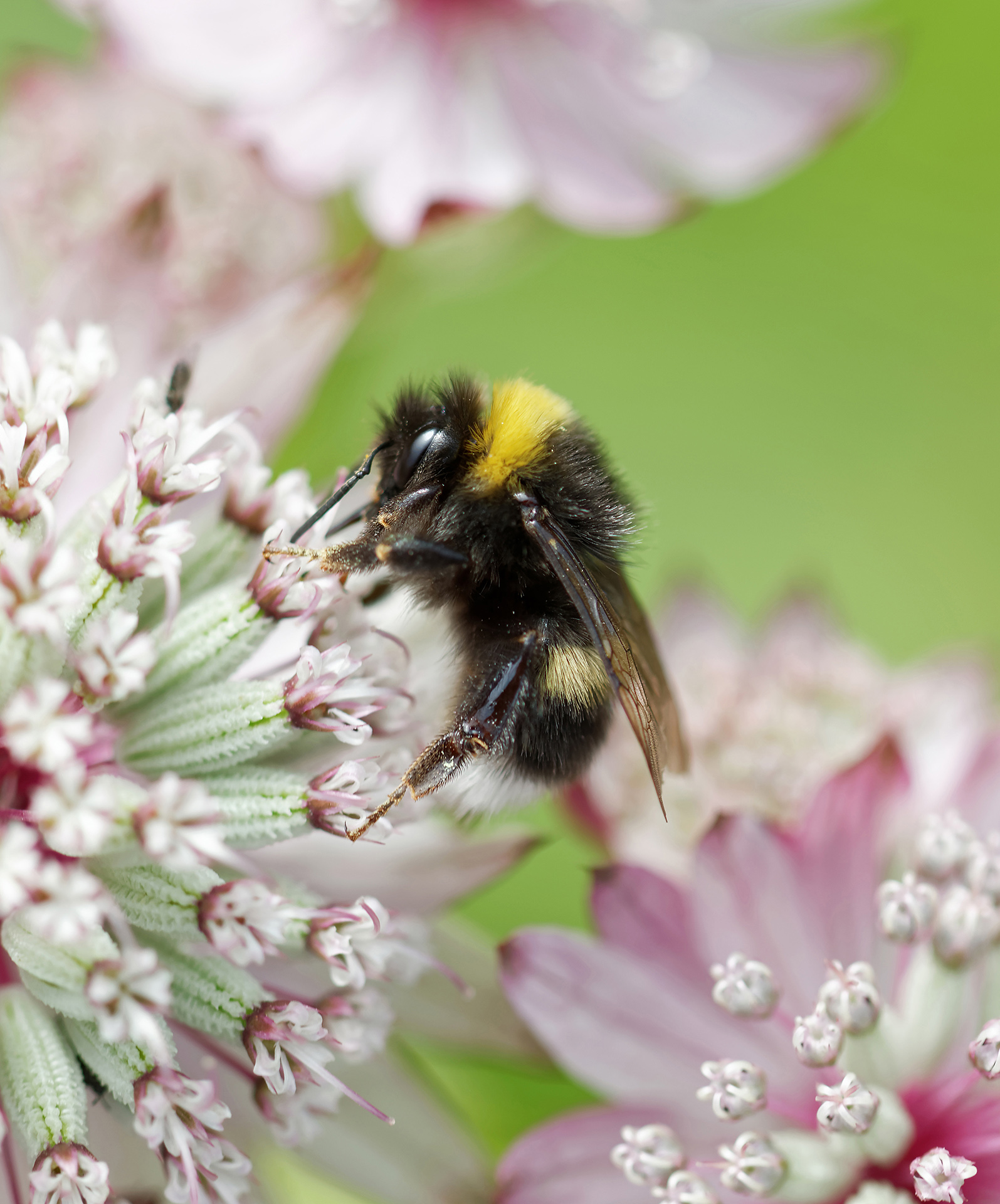 Abeille du genre Bombus sp. Photo ©Adobe Stock