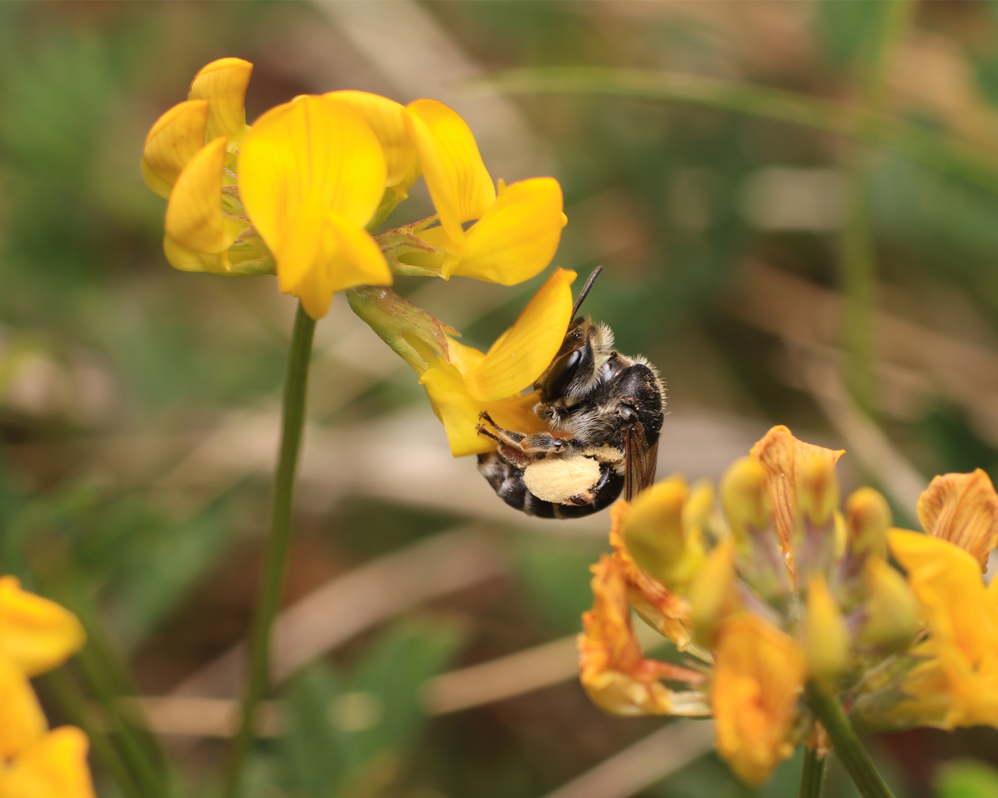 Les abeilles sauvages du genre Andrena (photo 2 : Andrena ovatula) ou Osmia (photo 3 : Osmia labialis) ont une meilleure efficacité de pollinisation que l'abeille domestique. Le pollen se fixe entre autres sur les scopas, qui sont des poils situés sous les hanches pour les andrènes et sous l'abdomen pour les osmies. Photo ©Yvan Brugerolles