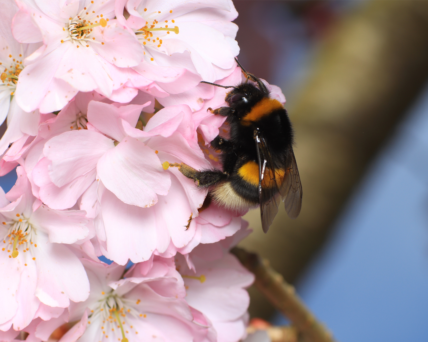 Il faut environ 6,5 abeilles domestiques pour polliniser autant qu’une reine de bourdon (Bombus sp. Photo ci-dessus Bombus terrestris) et 3,6 abeilles domestiques pour polliniser autant qu’une femelle d’andrène (Andrena sp.). En effet, A. mellifera dépose environ 4 fois moins de pollen que ces autres espèces et n’est pas capable de « buzzing »23. 