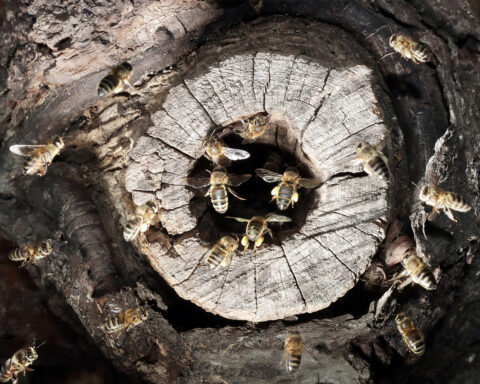 Réensauvager consiste à donner toutes leurs chances aux abeilles en reproduisant des conditions de vie proches de leur état sauvage : éloignement des colonies entre elles, habitats plus petits et si possible en hauteur, préservation de l'intégrité du nid, perturbations minimales, essaimages naturels et fréquents… Photo© Jean-Marie Durand